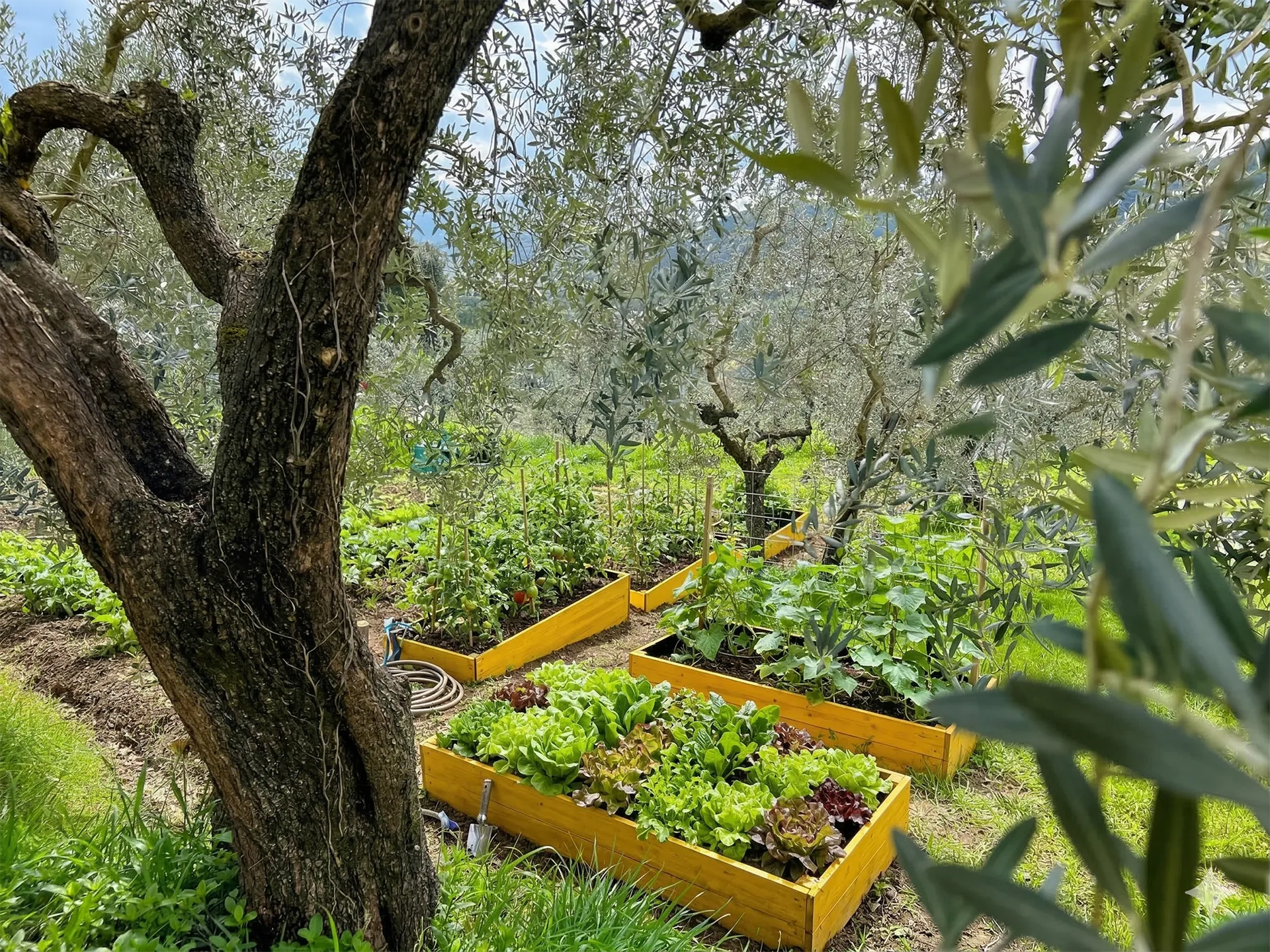Orto aziendale